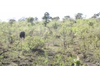Rundreise Südafrika - versteckte Elefanten im Krüger-Nationalpark