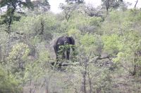 Rundreise Südafrika - versteckte Elefanten im Krüger-Nationalpark