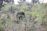 Rundreise Südafrika - versteckte Elefanten im Krüger-Nationalpark