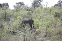 Rundreise Südafrika - versteckte Elefanten im Krüger-Nationalpark