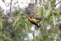 Rundreise Südafrika - Webervogel an unserer Lodge