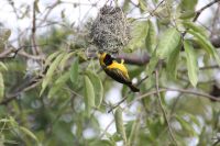 Rundreise Südafrika - Webervogel an unserer Lodge