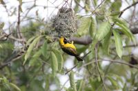 Rundreise Südafrika - Webervogel an unserer Lodge