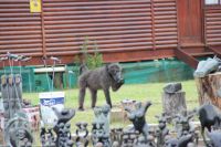 Rundreise Südafrika - Pavian an der Bluekrans Bridge