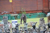 Rundreise Südafrika - Pavian an der Bluekrans Bridge