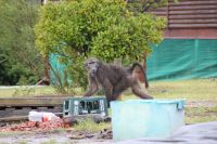 Rundreise Südafrika - Pavian an der Bluekrans Bridge