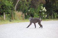 Rundreise Südafrika - Pavian an der Bluekrans Bridge