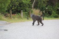 Rundreise Südafrika - Pavian an der Bluekrans Bridge