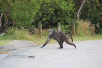 Rundreise Südafrika - Pavian an der Bluekrans Bridge