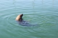 Rundreise Südafrika - Hout Bay