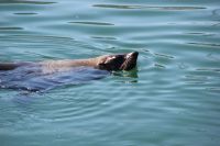 Rundreise Südafrika - Hout Bay