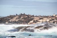 Rundreise Südafrika - Robbeninsel bei Hout Bay