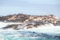 Rundreise Südafrika - Robbeninsel bei Hout Bay