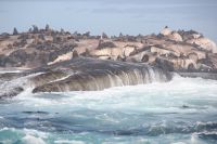 Rundreise Südafrika - Robbeninsel bei Hout Bay