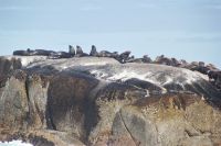 Rundreise Südafrika - Robbeninsel bei Hout Bay
