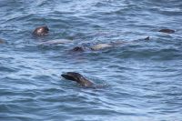 Rundreise Südafrika - Robbeninsel bei Hout Bay