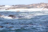 Rundreise Südafrika - Robbeninsel bei Hout Bay