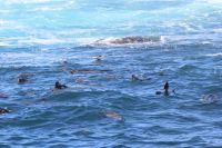 Rundreise Südafrika - Robbeninsel bei Hout Bay