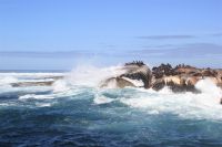 Rundreise Südafrika - Robbeninsel bei Hout Bay