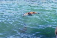 Rundreise Südafrika - Robbeninsel bei Hout Bay