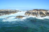 Rundreise Südafrika - Robbeninsel bei Hout Bay