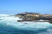 Rundreise Südafrika - Robbeninsel bei Hout Bay