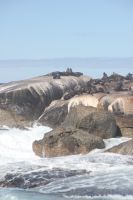 Rundreise Südafrika - Robbeninsel bei Hout Bay