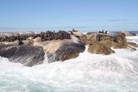 Rundreise Südafrika - Robbeninsel bei Hout Bay