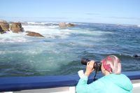 Rundreise Südafrika - Robbeninsel bei Hout Bay