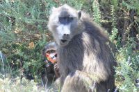 Rundreise Südafrika - Paviane Richtung Kap der Guten Hoffnung