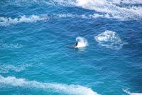 Rundreise Südafrika - spielender Wal am Kap der Guten Hoffnung