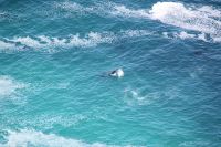 Rundreise Südafrika - spielender Wal am Kap der Guten Hoffnung