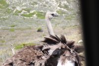 Rundreise Südafrika - Straußenfamilie am Kap der Guten Hoffnung