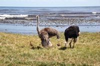 Rundreise Südafrika - Straußenfamilie am Kap der Guten Hoffnung