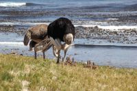 Rundreise Südafrika - Straußenfamilie am Kap der Guten Hoffnung