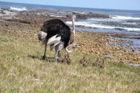 Rundreise Südafrika - Straußenfamilie am Kap der Guten Hoffnung