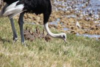 Rundreise Südafrika - Straußenfamilie am Kap der Guten Hoffnung