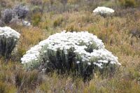 Rundreise Südafrika - Strohblumen am Kap der Guten Hoffnung