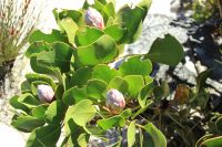Rundreise Südafrika - Rundgang auf dem Tafelberg in Kapstadt