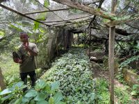 Rundgang auf einer Kaffeeplantage