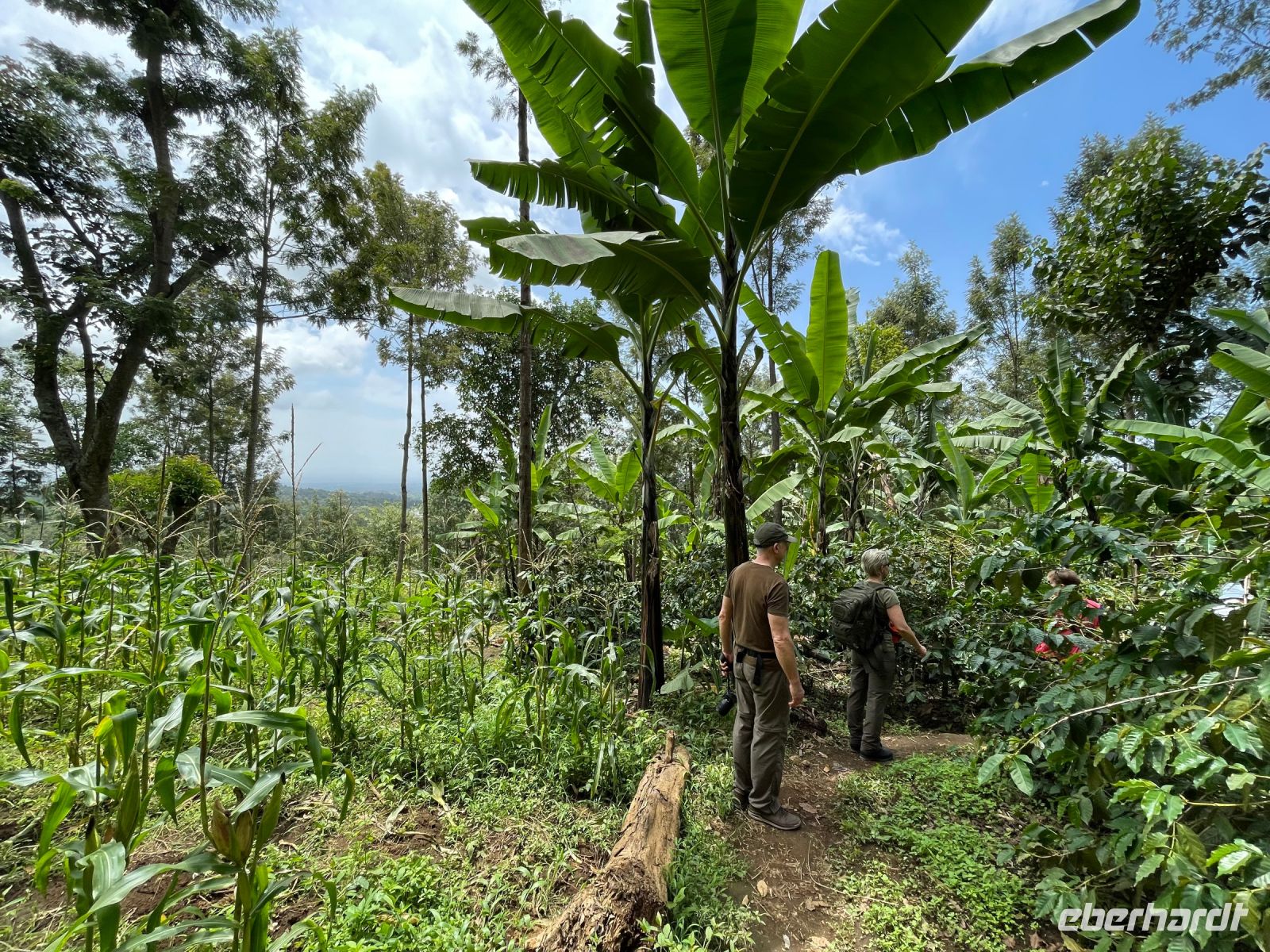 Rundgang auf einer Kaffeeplantage