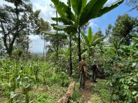 Rundgang auf einer Kaffeeplantage