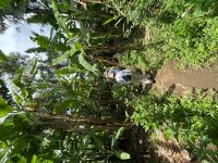 Rundgang auf einer Kaffeeplantage