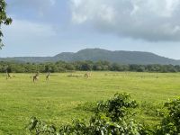 Unsere erste Safari im Arusha Nationalpark