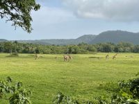 Unsere erste Safari im Arusha Nationalpark