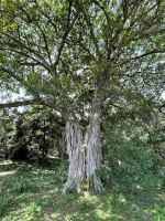 Arusha Nationalpark - Tulusia Wasserfall