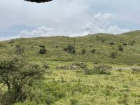 Safari im Arusha Nationalpark 