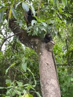 Safari im Arusha Nationalpark