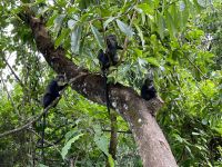 Safari im Arusha Nationalpark