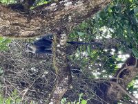 Safari im Arusha Nationalpark